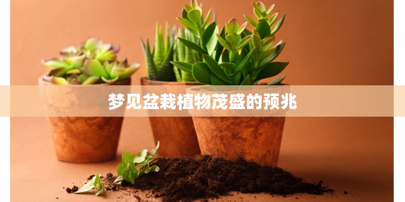 梦见盆栽植物茂盛的预兆