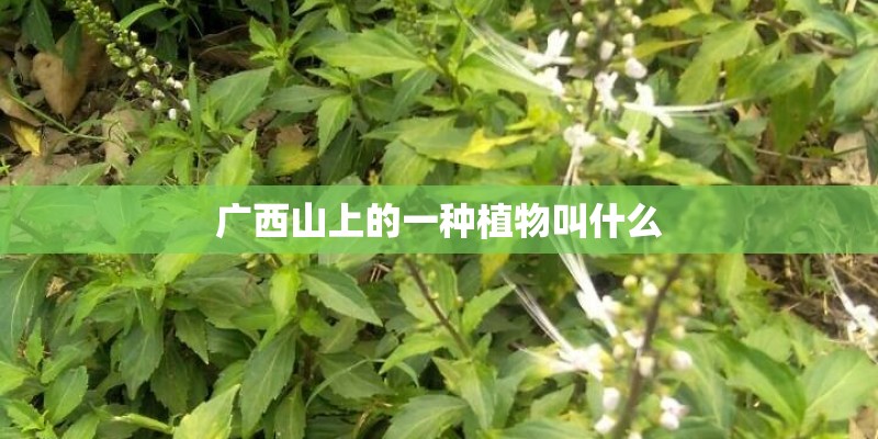 广西山上的一种植物叫什么