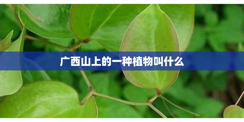 广西山上的一种植物叫什么