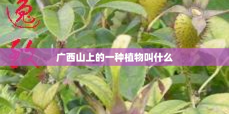 广西山上的一种植物叫什么