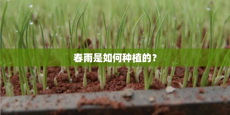 春雨是如何种植的？