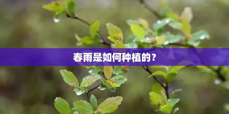 春雨是如何种植的？