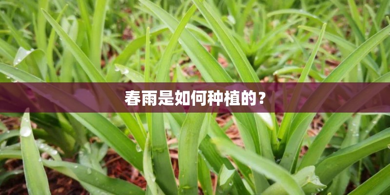 春雨是如何种植的？