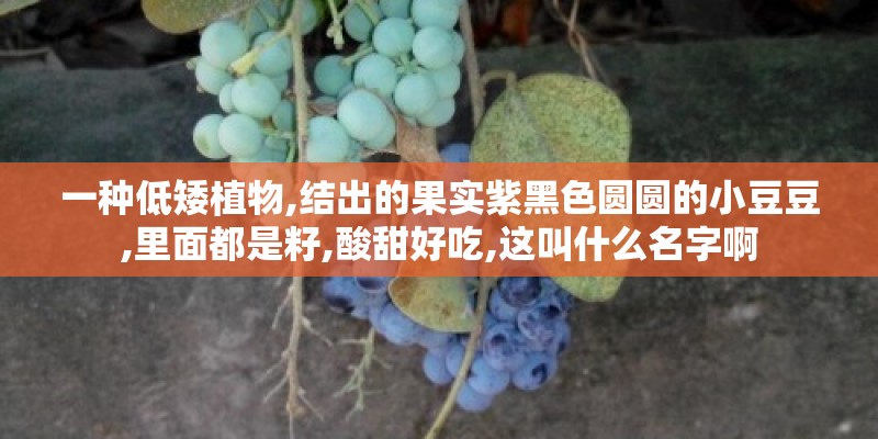 一种低矮植物,结出的果实紫黑色圆圆的小豆豆,里面都是籽,酸甜好吃,这叫什么名字啊