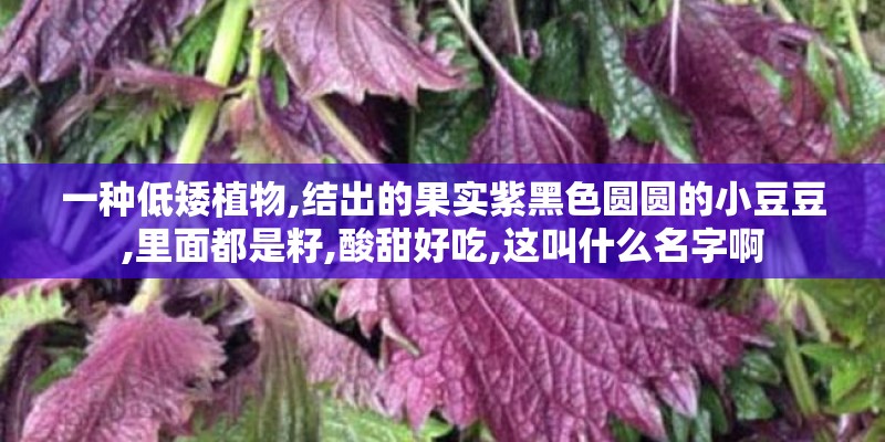 一种低矮植物,结出的果实紫黑色圆圆的小豆豆,里面都是籽,酸甜好吃,这叫什么名字啊