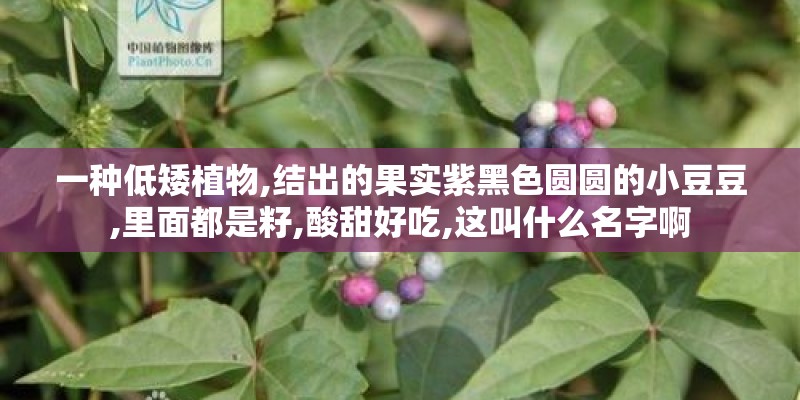 一种低矮植物,结出的果实紫黑色圆圆的小豆豆,里面都是籽,酸甜好吃,这叫什么名字啊
