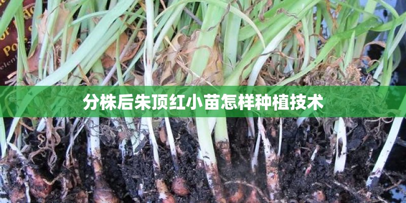 分株后朱顶红小苗怎样种植技术
