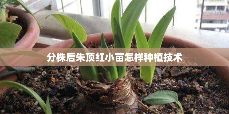 分株后朱顶红小苗怎样种植技术