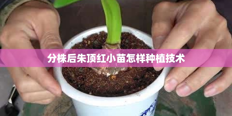 分株后朱顶红小苗怎样种植技术