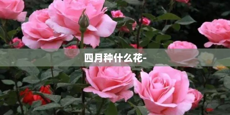 四月种什么花-