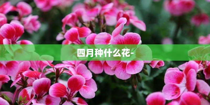 四月种什么花-