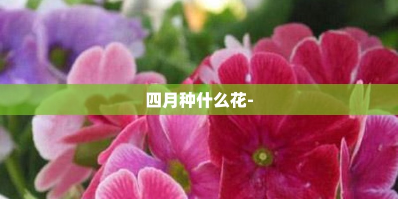 四月种什么花-
