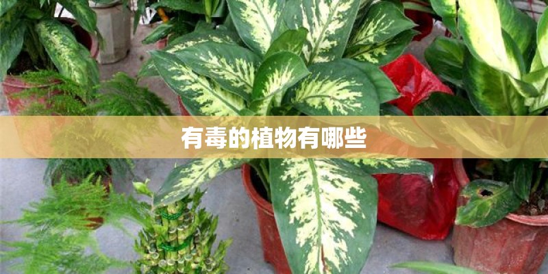 有毒的植物有哪些 有毒的植物有哪些