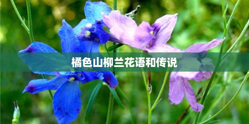 橘色山柳兰花语和传说