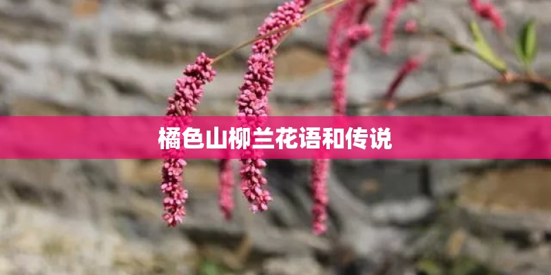 橘色山柳兰花语和传说