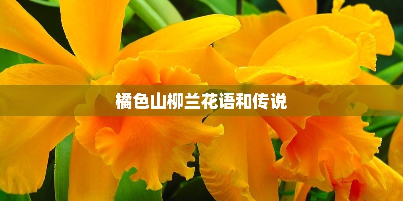 橘色山柳兰花语和传说