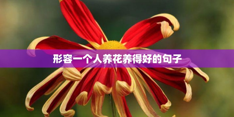 形容一个人养花养得好的句子