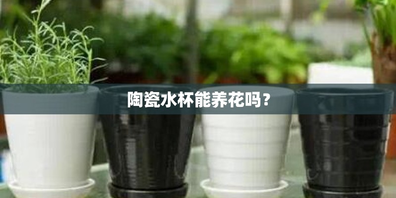 陶瓷水杯能养花吗？