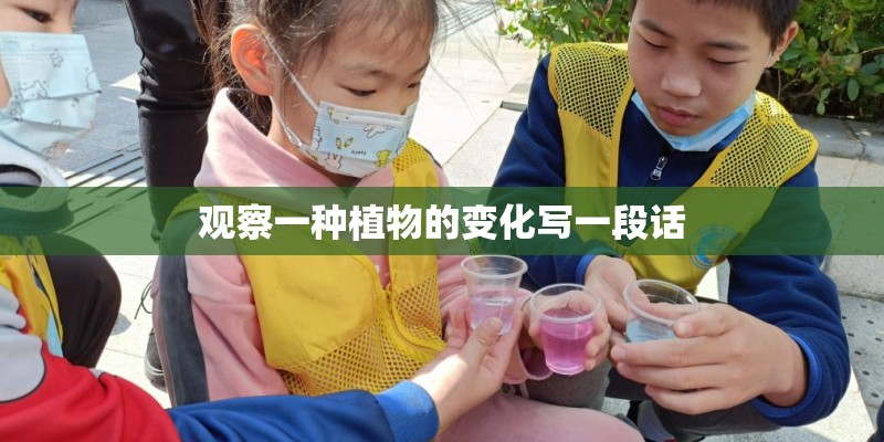 观察一种植物的变化写一段话