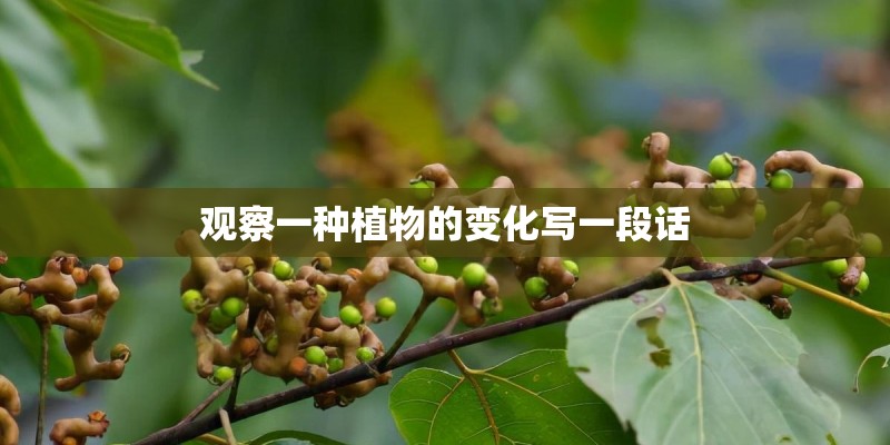 观察一种植物的变化写一段话