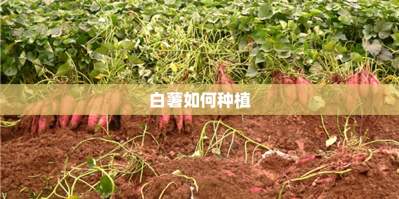 幼儿园大班月计划表内容是什么？