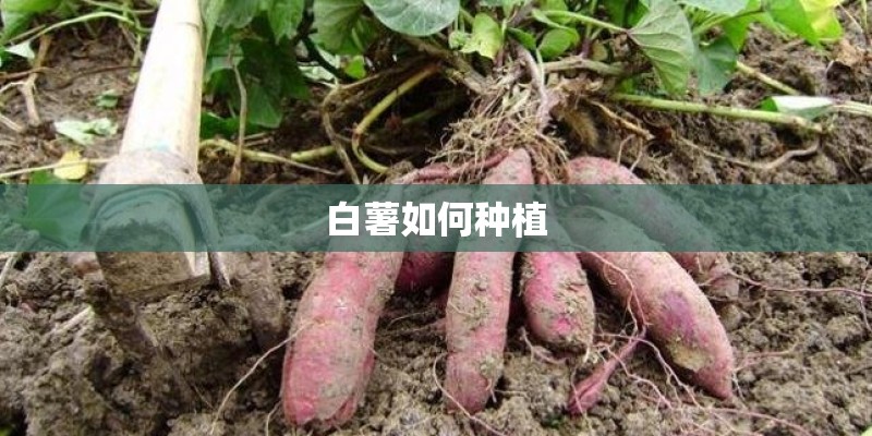 白薯如何种植