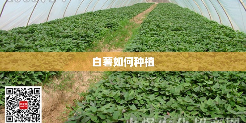 白薯如何种植