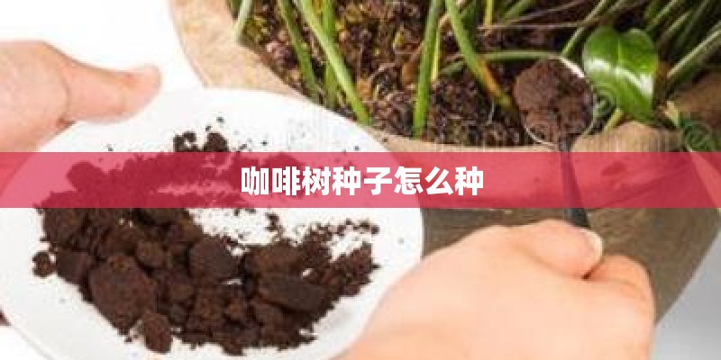 咖啡树种子怎么种