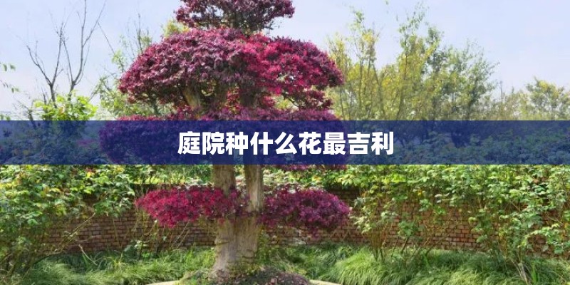 庭院种什么花最吉利