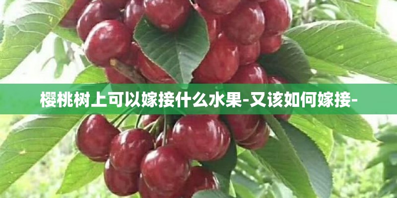 樱桃树上可以嫁接什么水果-又该如何嫁接-