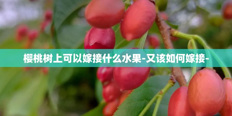 樱桃树上可以嫁接什么水果-又该如何嫁接-
