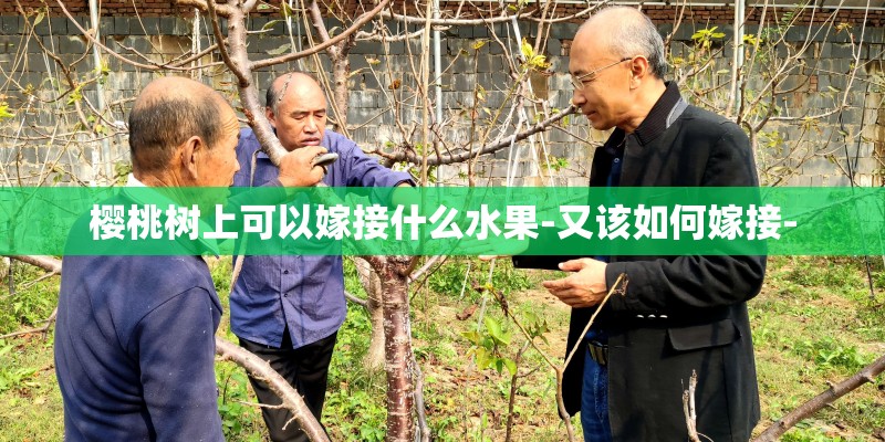 樱桃树上可以嫁接什么水果-又该如何嫁接-