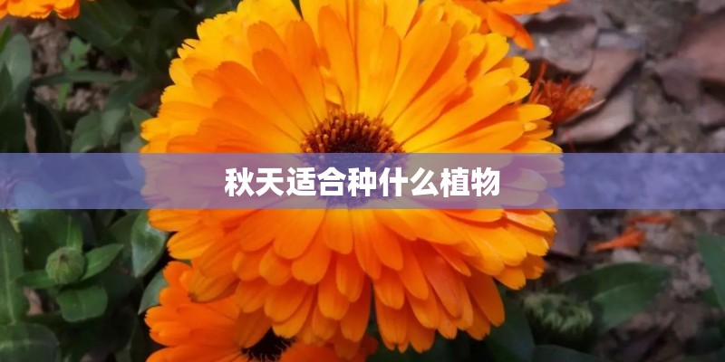 秋天适合种什么植物