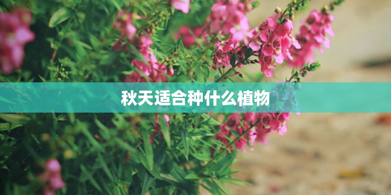 秋天适合种什么植物
