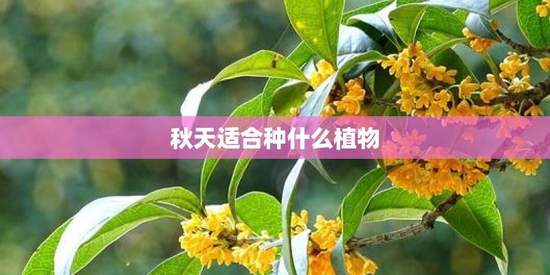 秋天适合种什么植物