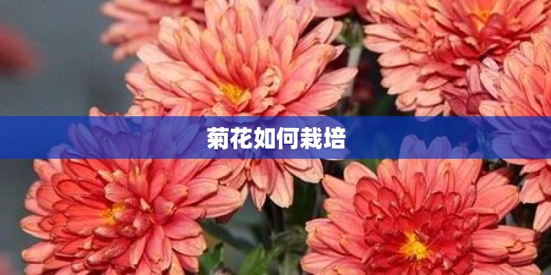 菊花如何栽培