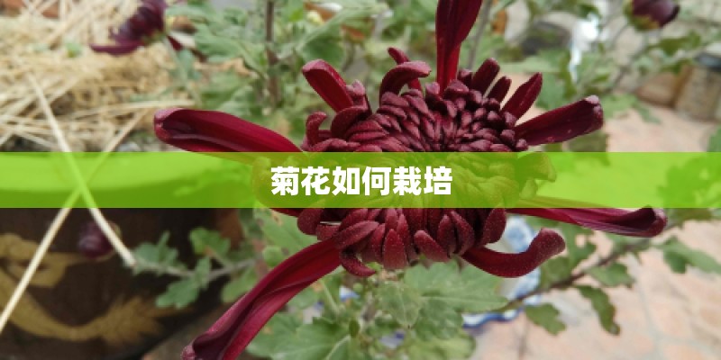 菊花如何栽培