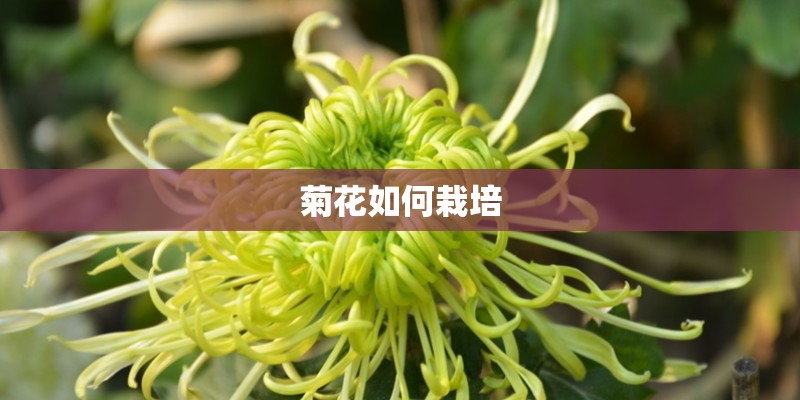 菊花如何栽培