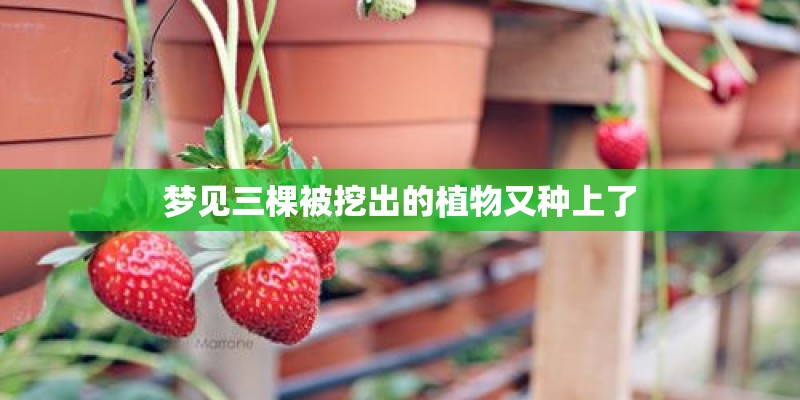 梦见三棵被挖出的植物又种上了