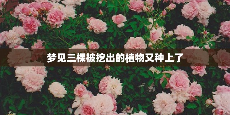 梦见三棵被挖出的植物又种上了