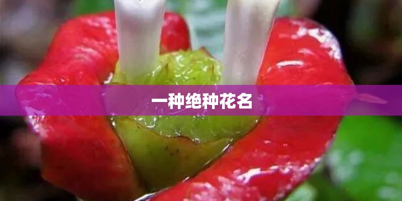 一种绝种花名 一种绝种花名