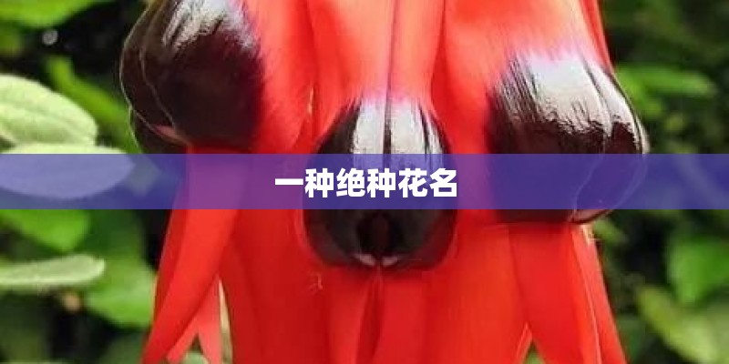 一种绝种花名 一种绝种花名