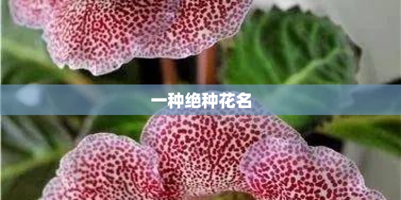 一种绝种花名 一种绝种花名