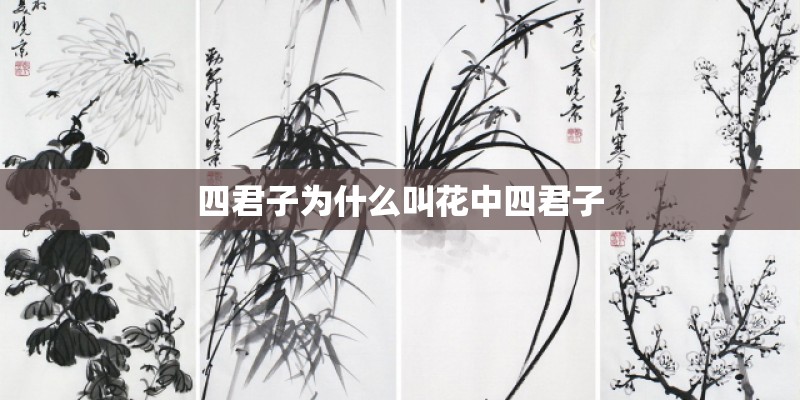 四君子为什么叫花中四君子