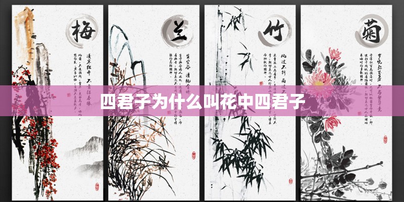 四君子为什么叫花中四君子