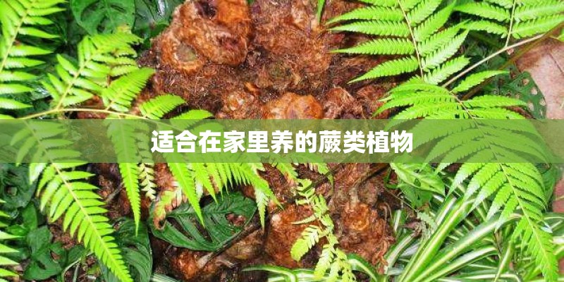 适合在家里养的蕨类植物
