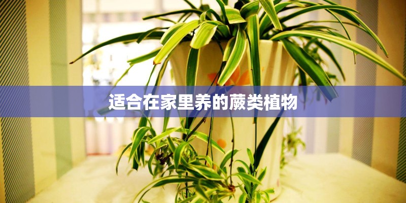 适合在家里养的蕨类植物