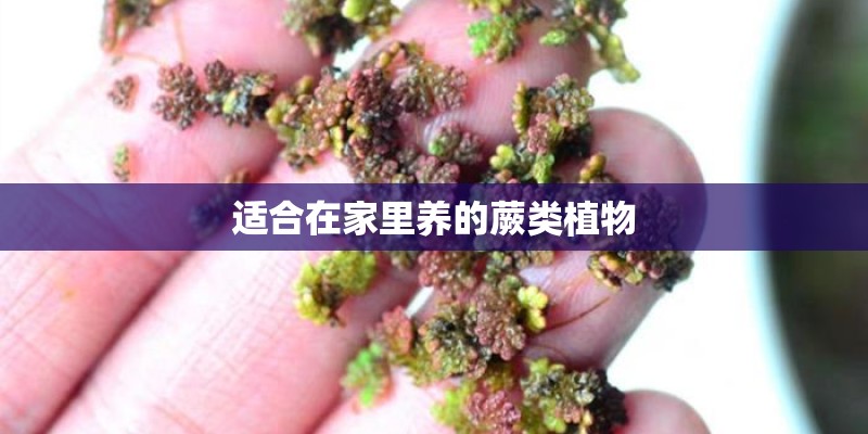 适合在家里养的蕨类植物