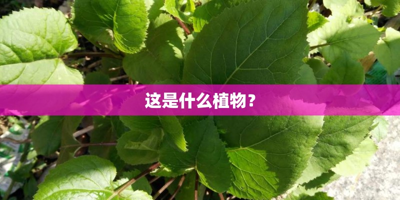 这是什么植物？
