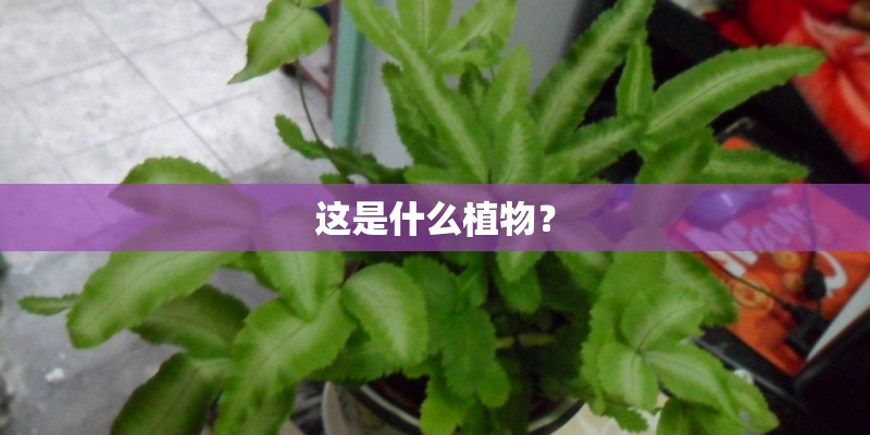 这是什么植物？